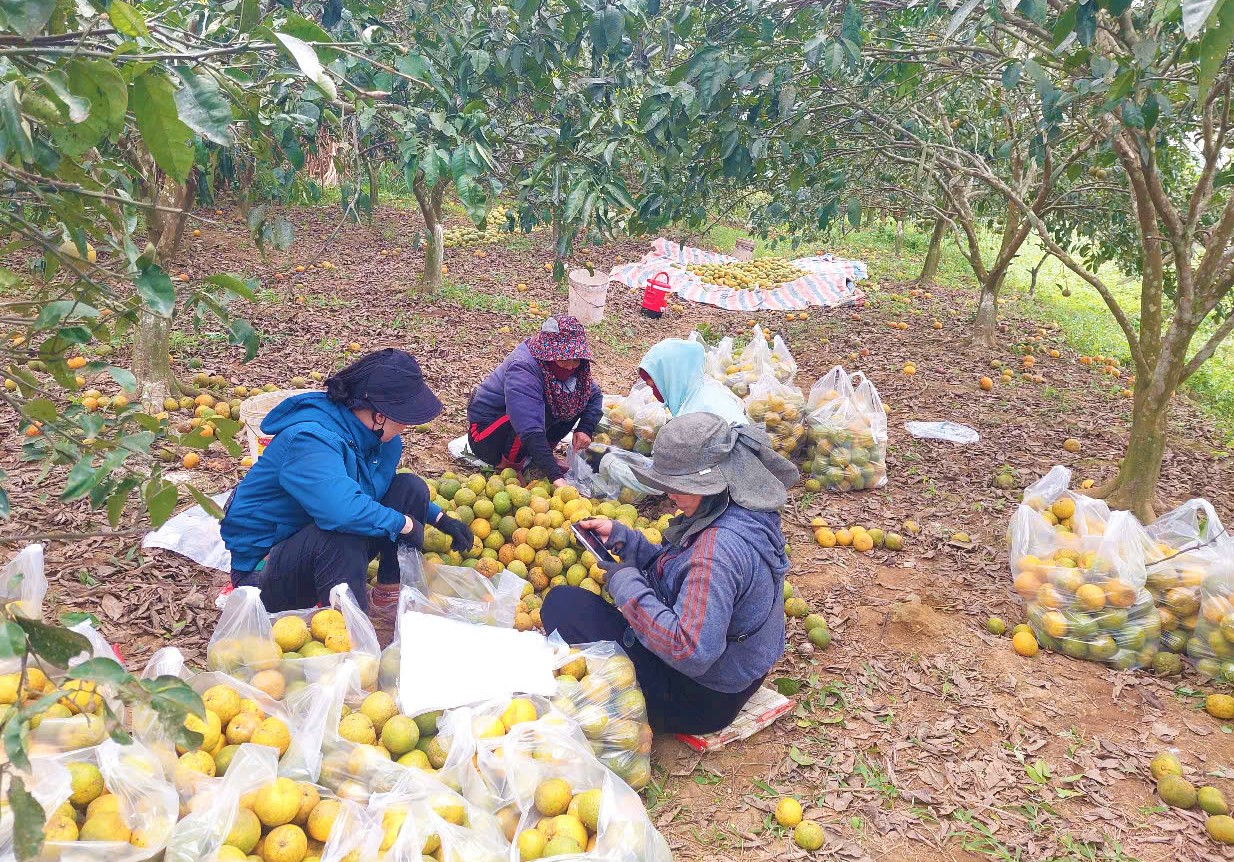 Bán 10kg PQ quýt không mua nổi bát phở, dân nơi này ở Nghệ An sót ruột nhìn quả rụng la liệt- Ảnh 6.