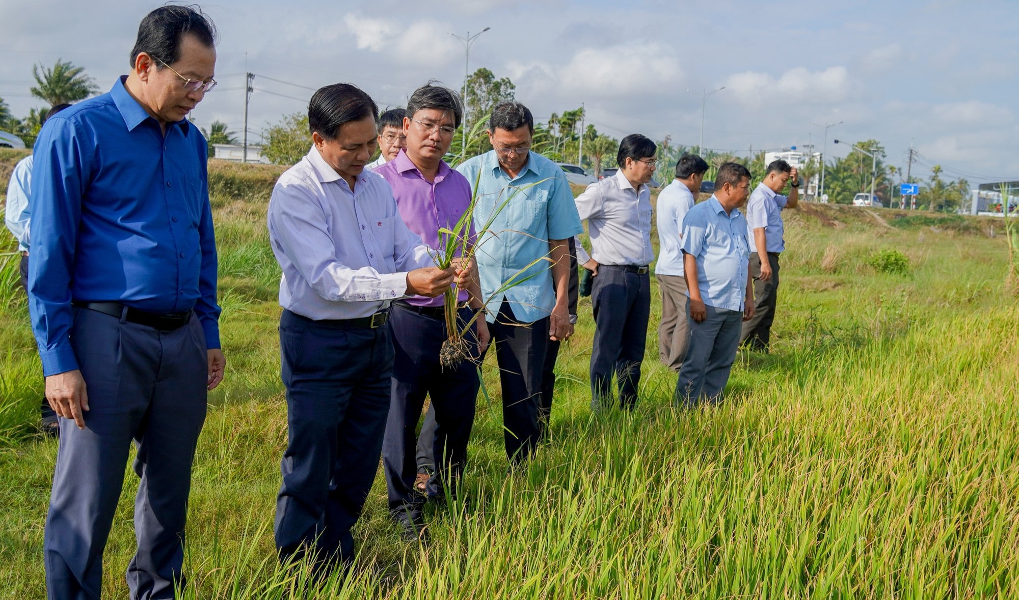 Một huyện ở Sóc Trăng giảm hơn 4.200 ha diện tích lúa Đông Xuân muộn so với cùng kỳ năm trước, nguyên nhân do đâu? - Ảnh 1.