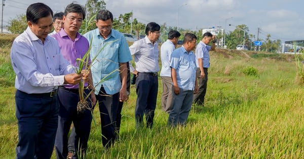 Một huyện ở Sóc Trăng bất ngờ giảm hơn 4.200 ha diện tích lúa đông xuân muộn so với năm trước, nguyên nhân do đâu?