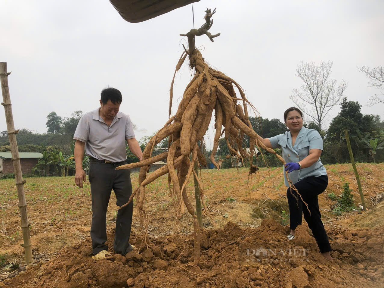 Củ gì nặng đến 40 kg mà người dân ở Lào Cai phải dùng máy xúc đào lên?  - Ảnh 10.