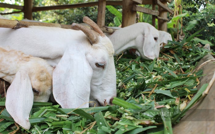 Giá dê tăng cao kỷ lục, nông dân Đồng Nai cẩn trọng tái đàn- Ảnh 1.