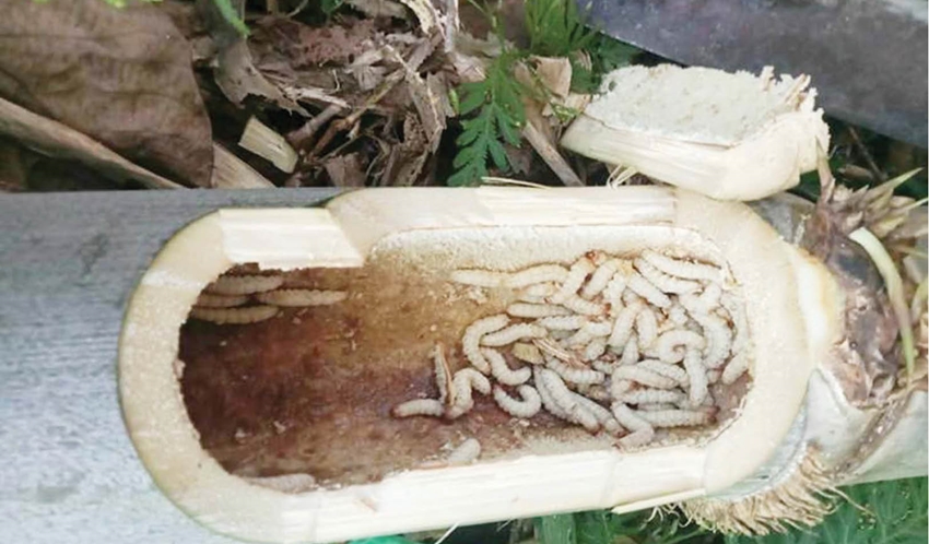 Đặc sản ở nơi này của Huế là một con vật hoang dã chưa kịp 