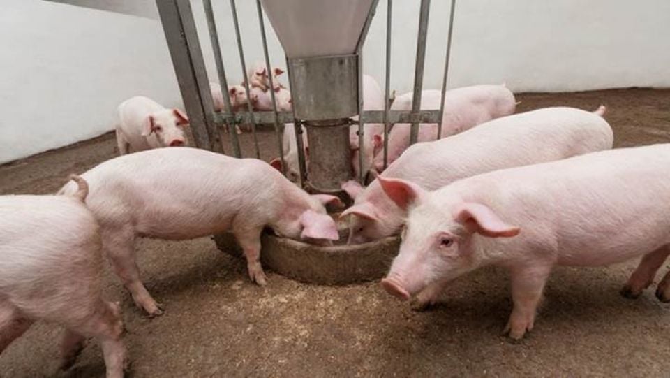 Pig price on March 15, 2025: Continues to decrease in many localities