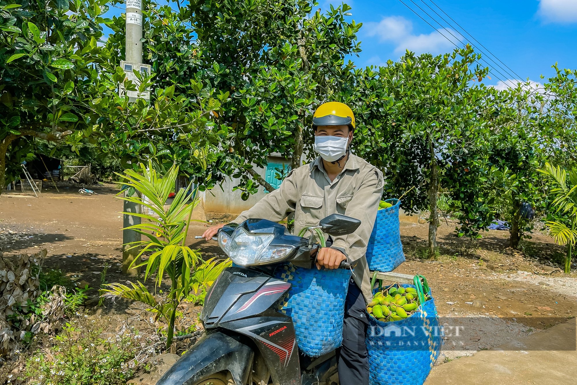 Nông dân Đắk Nông trồng xoài công nghệ cao, thu nhập hàng trăm triệu mỗi năm - Ảnh 5.