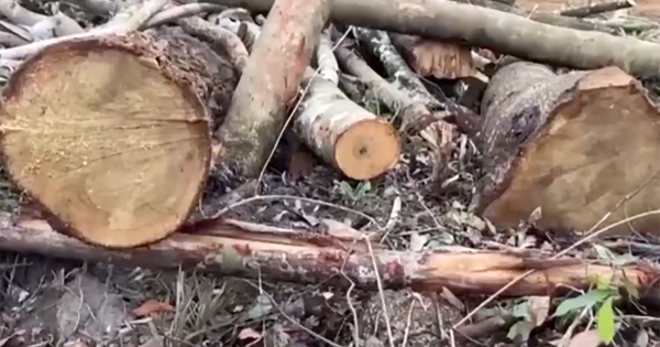 Investigation into the case of 2.5 hectares of natural forest containing precious wood being cut down