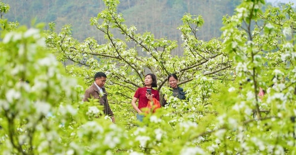 관광객들은 라오까이 산악 지방의 하얀 배꽃에 매료됩니다.