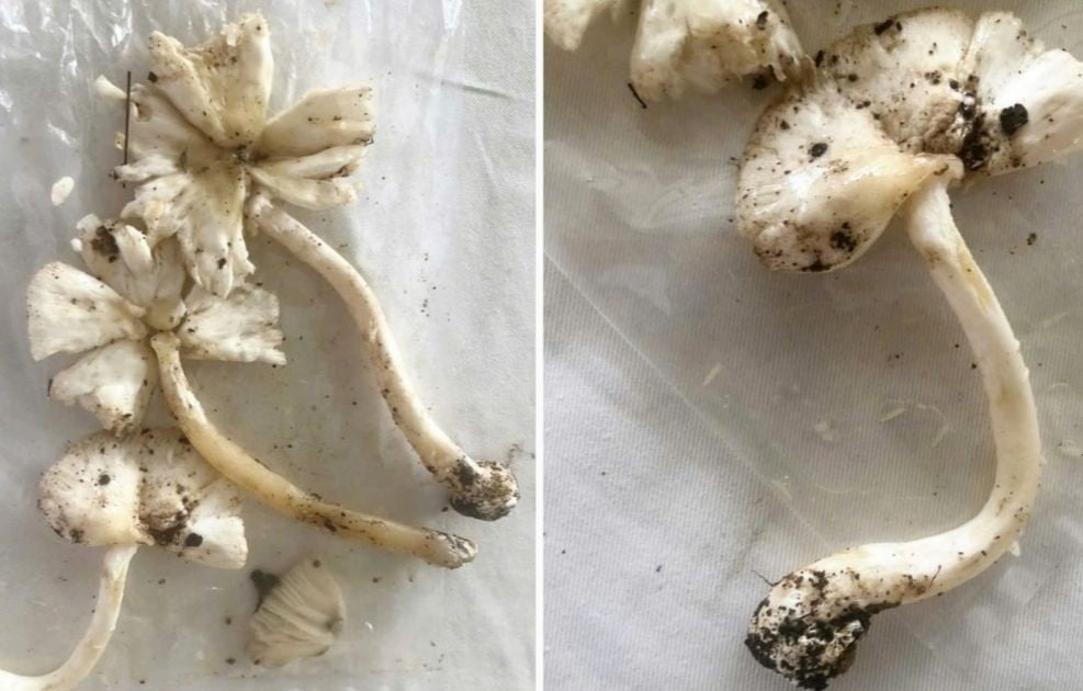 Mushroom poisoning warning: Ministry of Health points out signs to recognize poisonous mushrooms