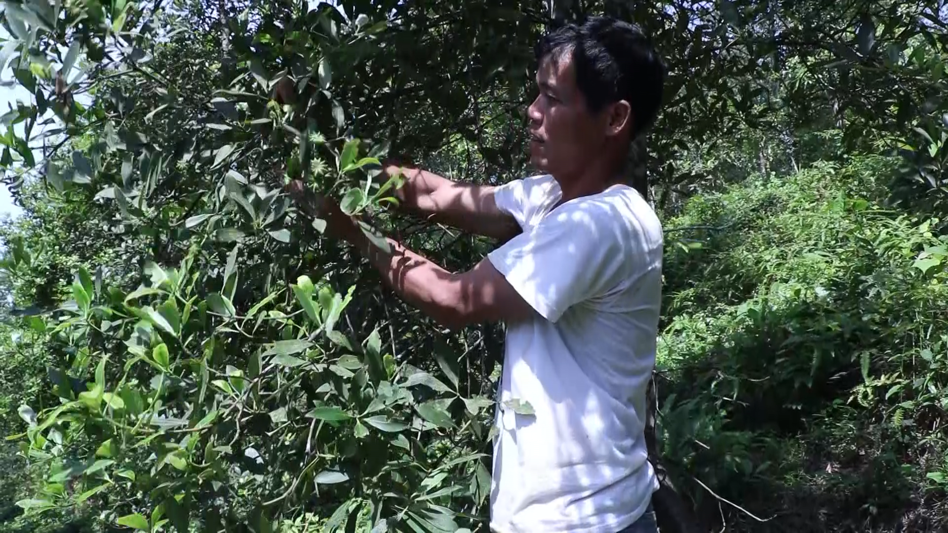 Trồng hồi hữu cơ hướng đi phát triển bền vững cho nông nghiệp Chi Lăng - Ảnh 2.