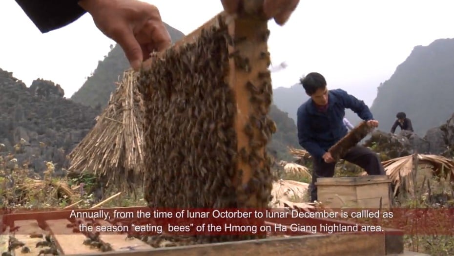 Temporada de abejas de menta en la meseta de piedra