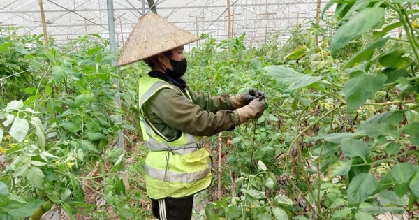 Eine Genossenschaft in Hoa Binh baut Bio-Gemüse und leckere Tomaten an, die sich gut verkaufen.