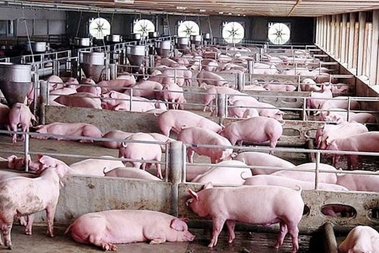 Pig prices begin to decrease slightly