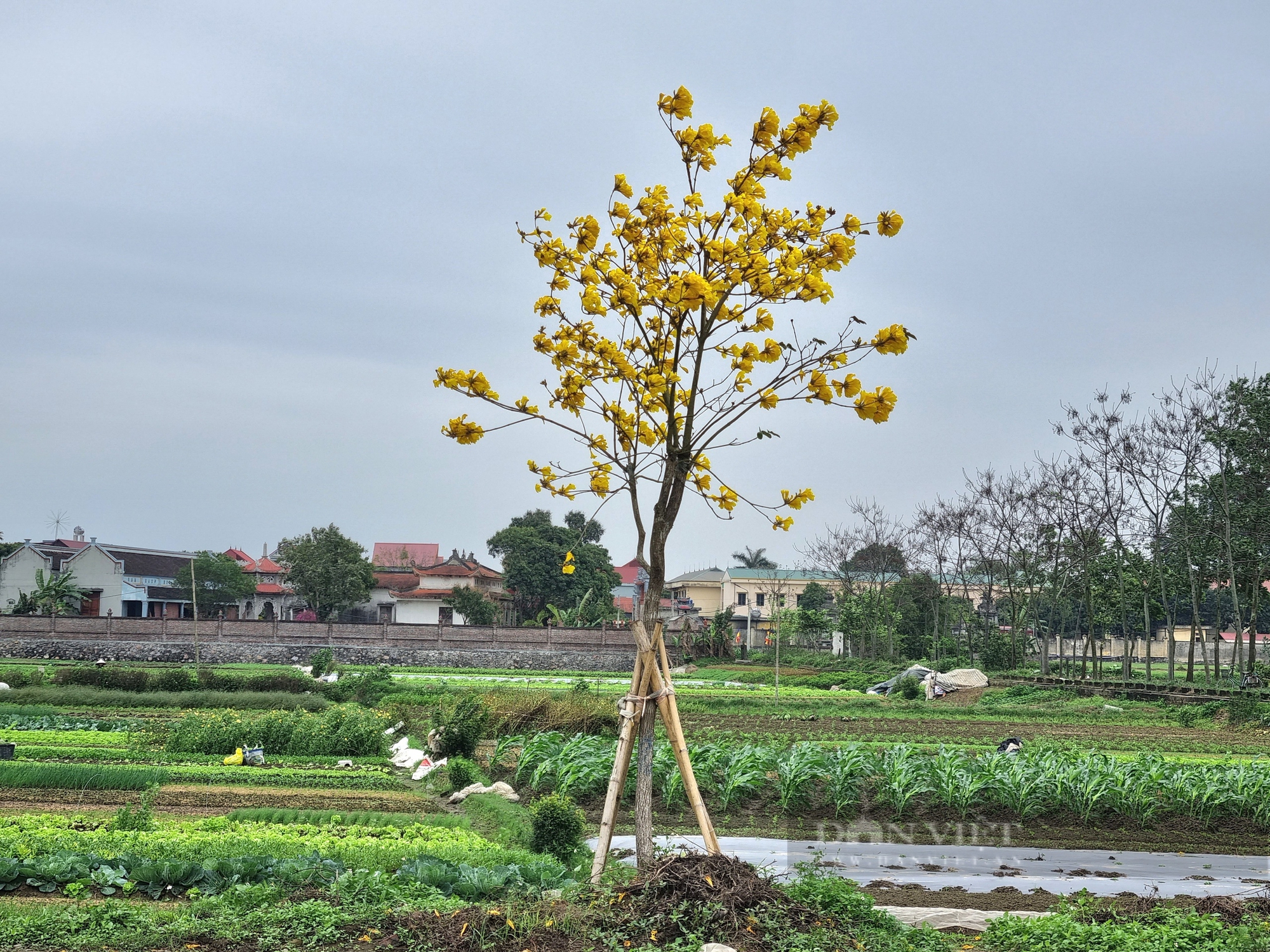 Ngỡ ngàng tuyến đường hoa nở vàng rực xã nông thôn mới nâng cao của Ninh Bình đẹp như phim - Ảnh 3.