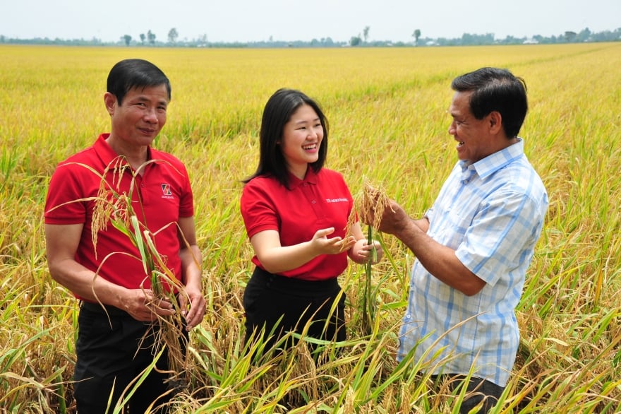 Double benefits from the 1 million hectare low-emission rice project