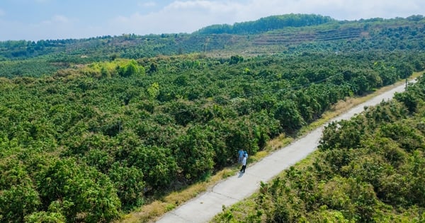 El cultivo de esta fruta, considerada el "rey de las frutas tropicales", enriquece a todo este pueblo de Dak Nong.