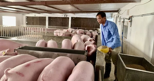 Avec seulement 1 500 m2 et 6 granges, un agriculteur de Hung Yen a investi dans l'élevage de porcs et a gagné 1 milliard de VND par an.