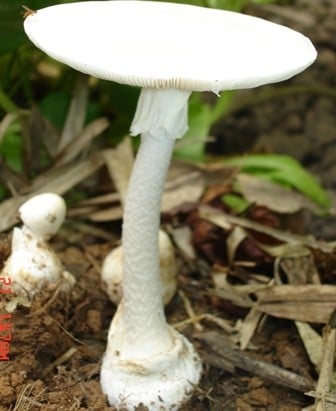 Nấm độc tán trắng (tên khoa học là Amanita verna)