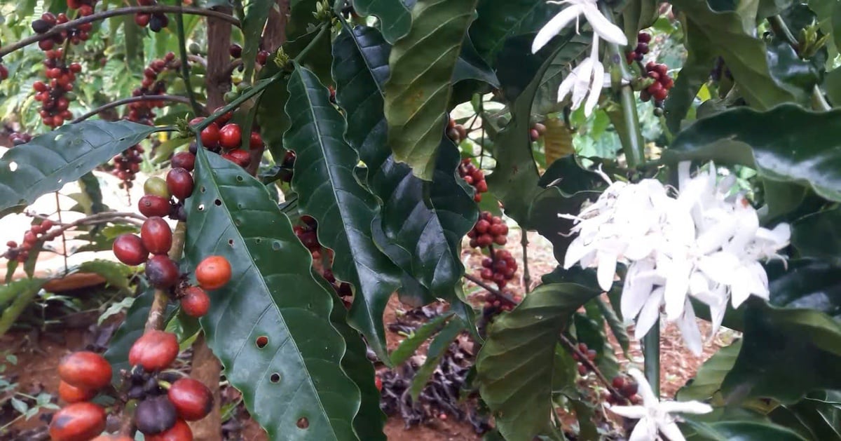 Los precios del café aumentan drásticamente y las empresas compran productos con cautela