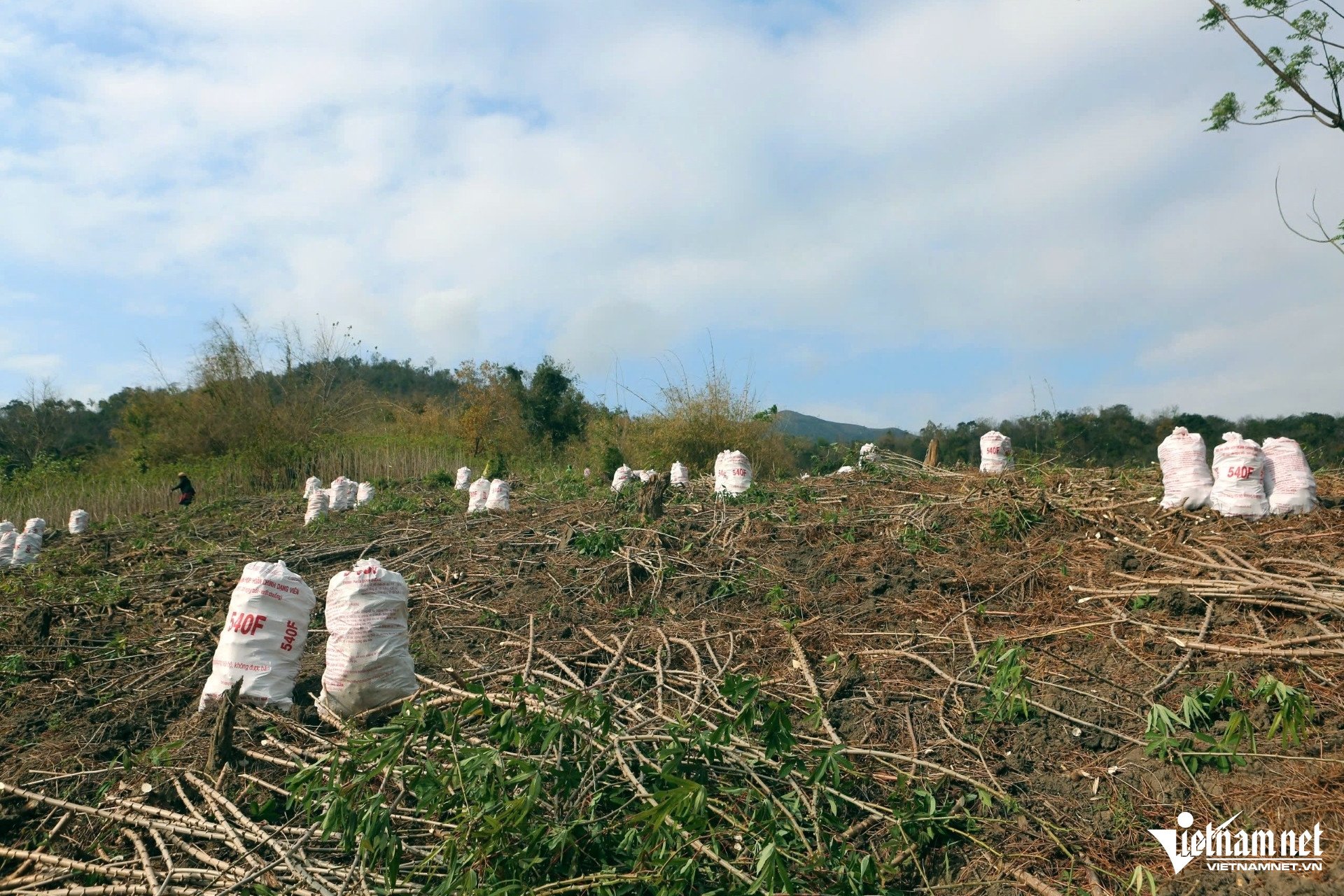 W-a4Les prix du manioc chutent fortement.jpg