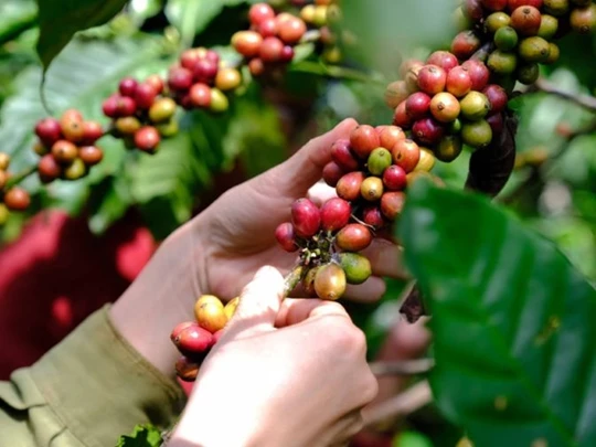 Agrarproduktpreise am 18. März 2025: Kaffee und Pfeffer legten jeweils leicht zu