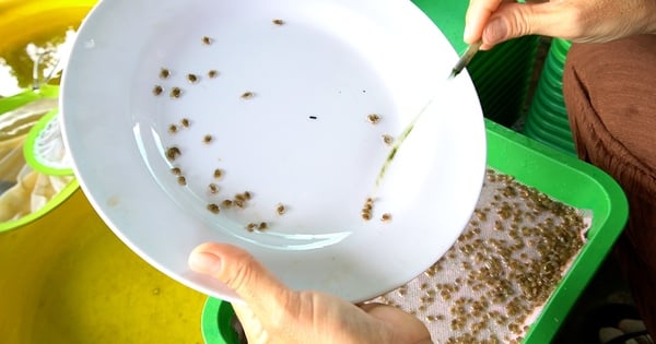 Nahaufnahme von Ca Mau-Leuten, die winzige Krabben- und Garnelensamen zählen, „Außenseitern“ ist schwindelig