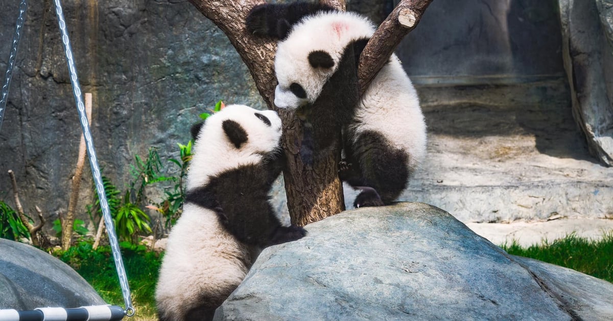 Perfekter Familientagesausflug zum Ocean Park, um Pandas zu sehen