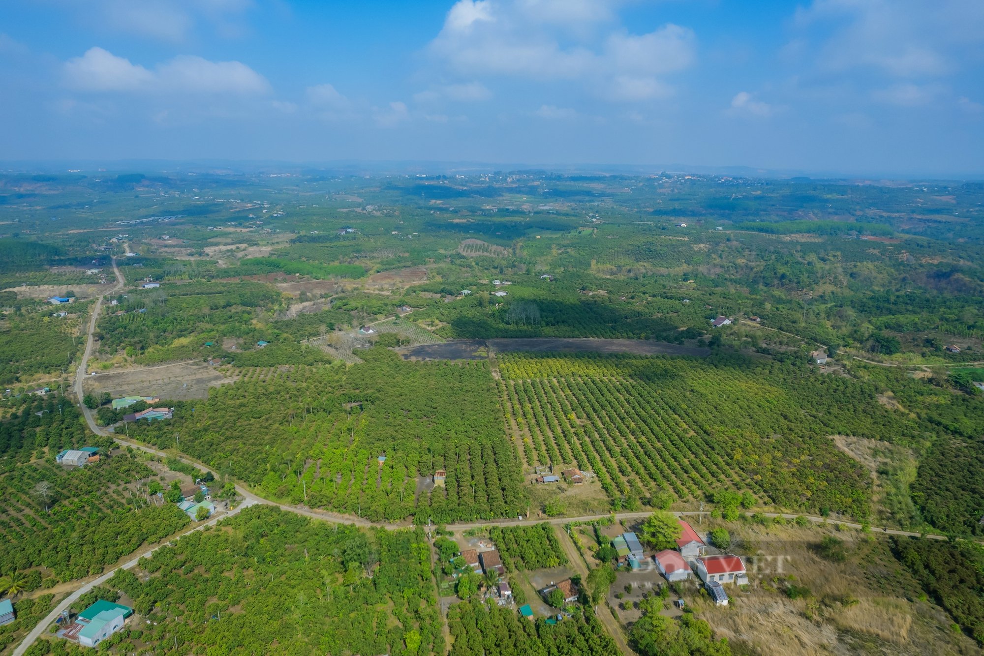 Nông dân Đắk Nông trồng xoài công nghệ cao, thu nhập hàng trăm triệu mỗi năm - Ảnh 1.