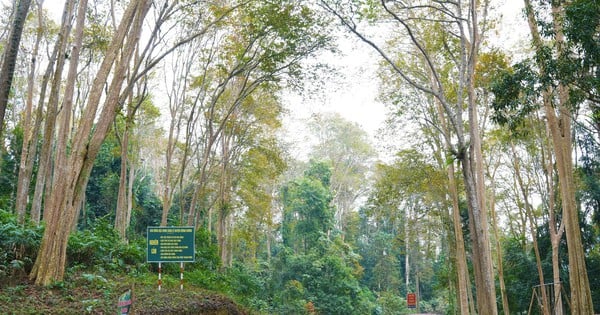 Der uralte Wald in Nghe An, der für seine einzigartigen Kajeputbäume berühmt ist, zeigt sich von seiner schönsten Seite und eignet sich perfekt zum Fotografieren.