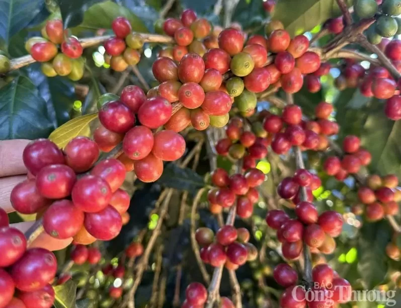 Giá cà phê Arabica giảm xuống mức 8.316 USD/tấn