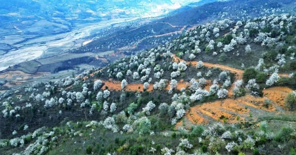 Gehen Sie nach Lung Cung, um Weißdornblüten zu sehen, die die Berge und Wälder in Weiß hüllen