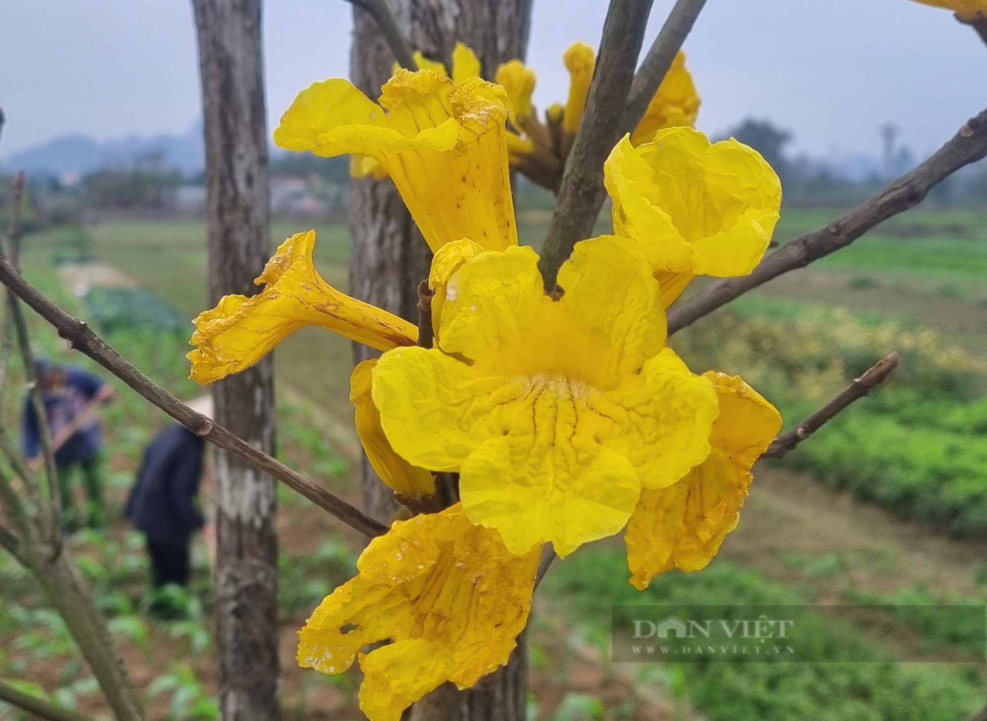 Ngỡ ngàng tuyến đường hoa nở vàng rực xã nông thôn mới nâng cao của Ninh Bình đẹp như phim - Ảnh 2.