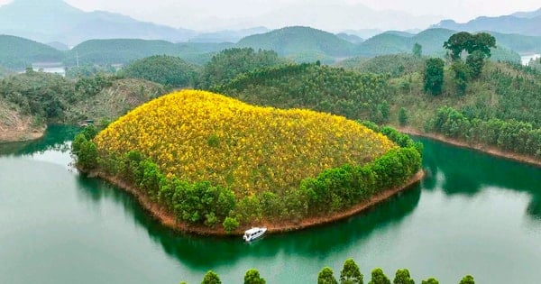 タックバ湖島で風鈴の花が鮮やかな黄色に咲く