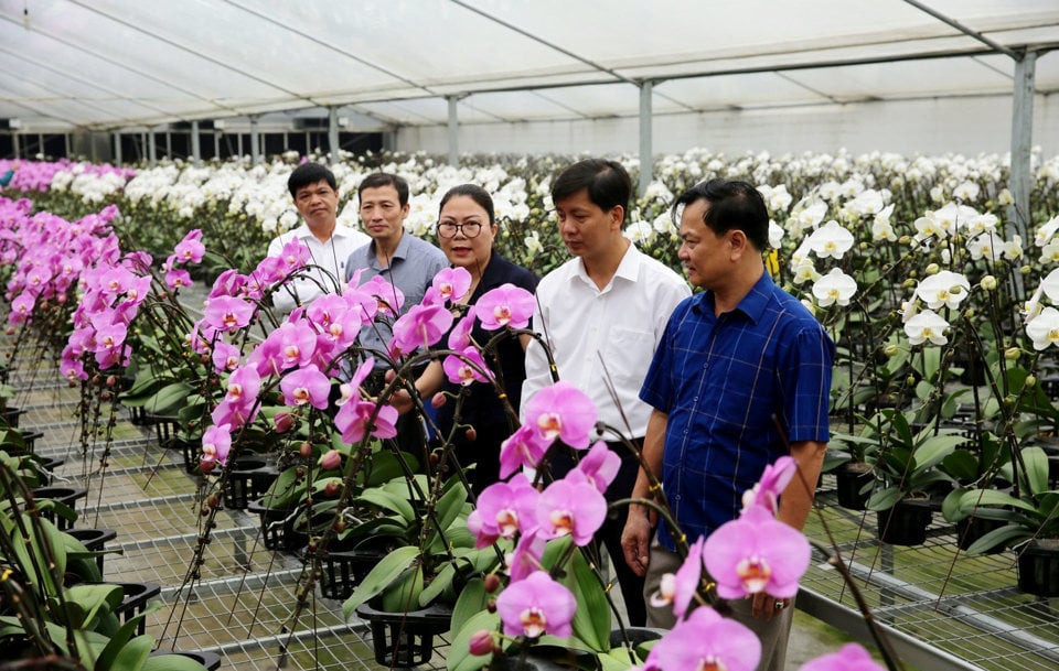 Mô hình trồng hoa lan ứng dụng công nghệ cao tại huyện Đan Phượng, Hà Nội. Ảnh: Tùng Nguyễn