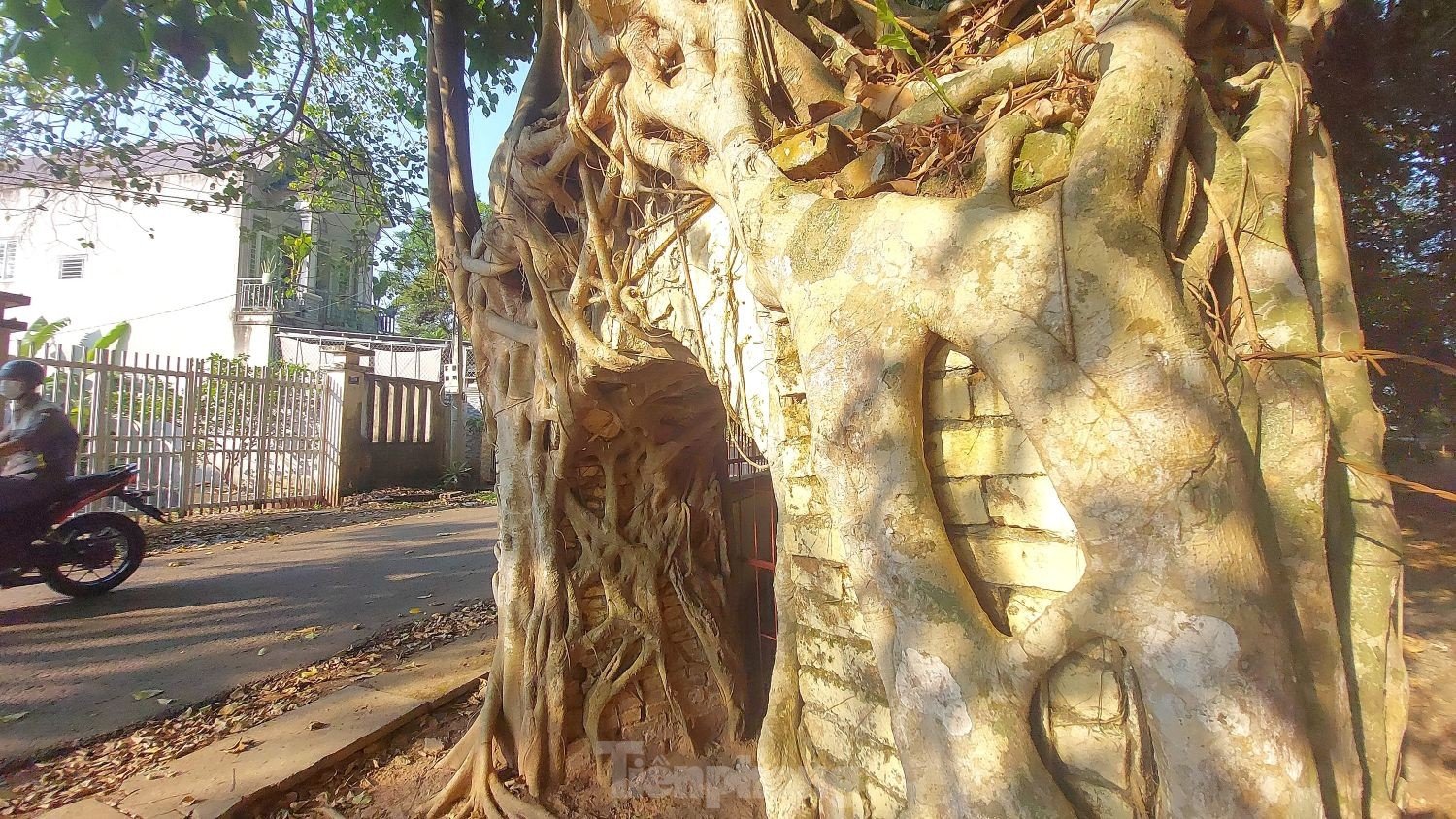 Raíces únicas de un árbol baniano que abrazan dos puertas de una casa comunal de 200 años de antigüedad en Binh Duong (foto 11)