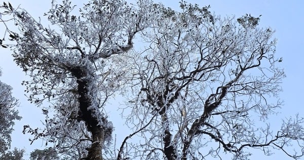 3月に「大雪雲楽園」に突然霜が降りた