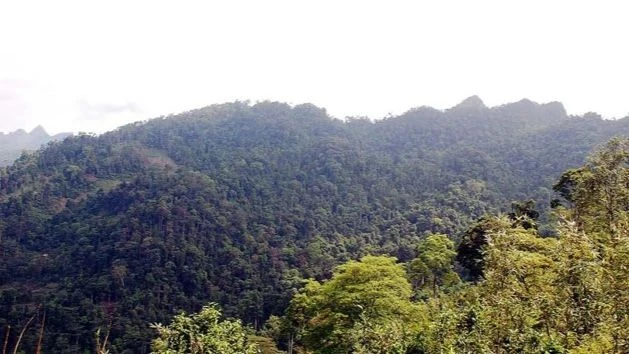 Ha Giang explota el potencial turístico en reservas naturales y parques nacionales foto 2