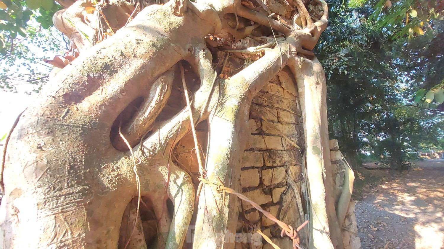 Raíces únicas de un árbol baniano que abrazan dos puertas de una casa comunal de 200 años de antigüedad en Binh Duong, foto 10