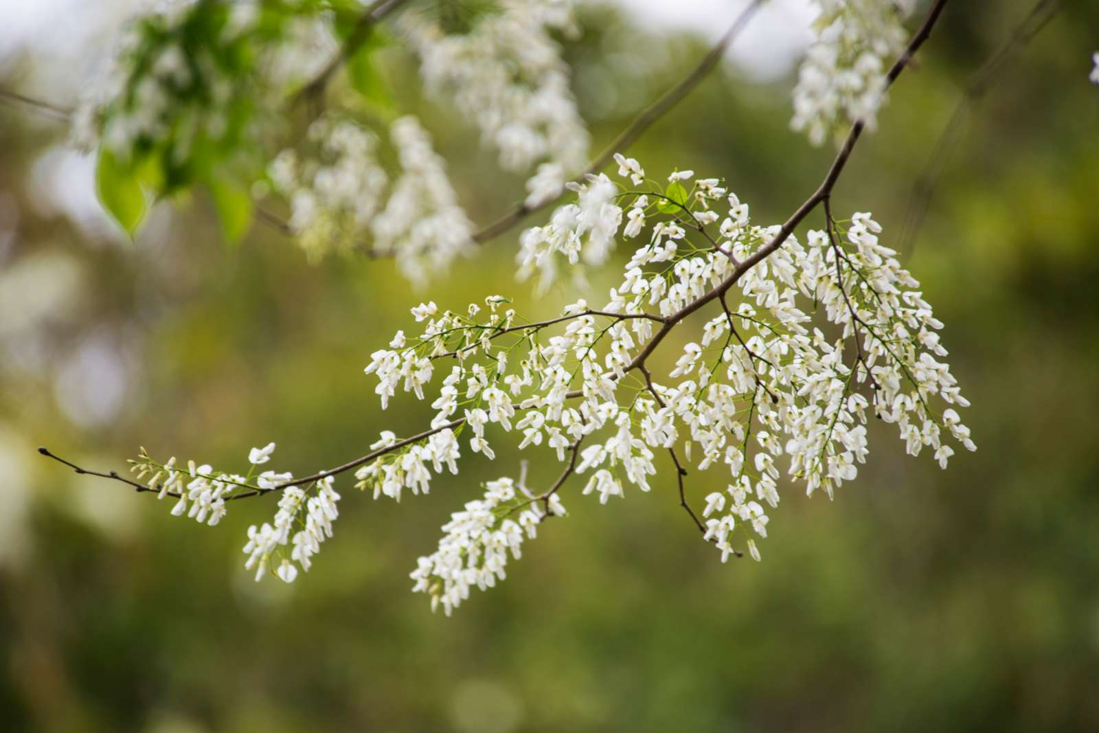 ハノイは蘇花の開花シーズンにライトアップされる