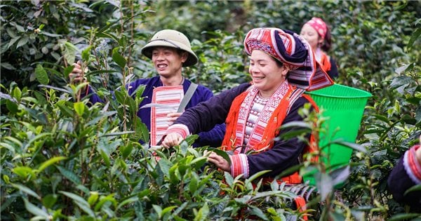 Ha Giang: Cultivando plantas de té, impulsando la reducción sostenible de la pobreza