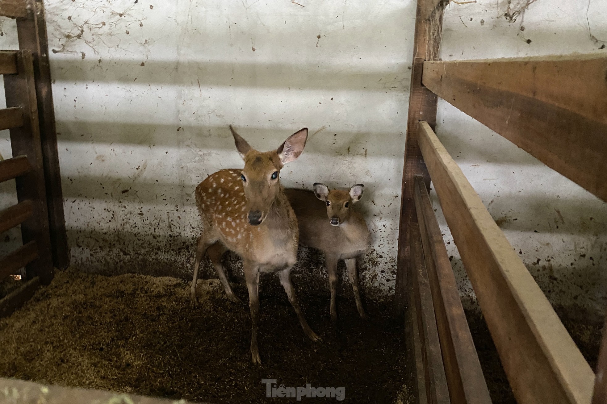 Milliarden verdienen mit dem Beruf der Erziehung von „Wunderkindern“ Foto 12