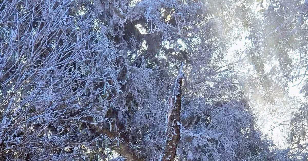 3月中旬、突然、大雪山に霜が降りた。