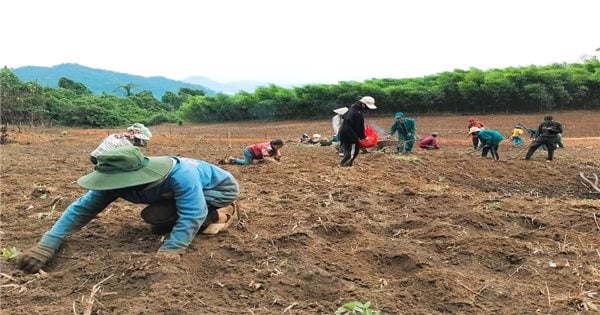 광남: 집단경제는 빈곤 감소에 중요한 역할을 합니다