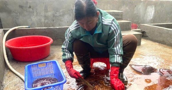 La medusa roja, un animal marino de aspecto extraño, es una especialidad. En una comuna de Thanh Hoa, inesperadamente, se capturaron muchas.