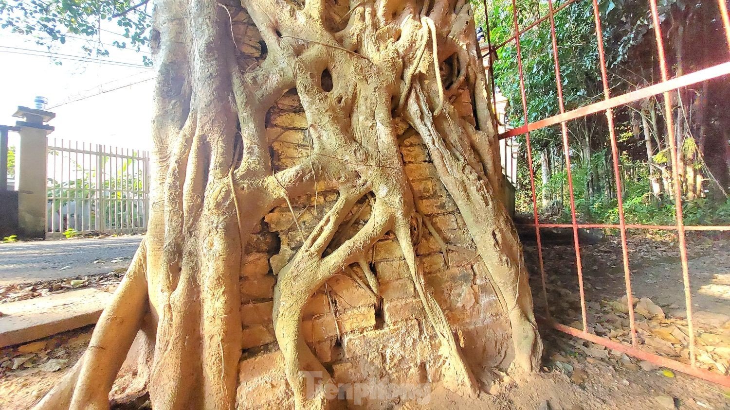 Raíces únicas de un árbol baniano que abrazan dos puertas de una casa comunal de 200 años de antigüedad en Binh Duong, foto 9