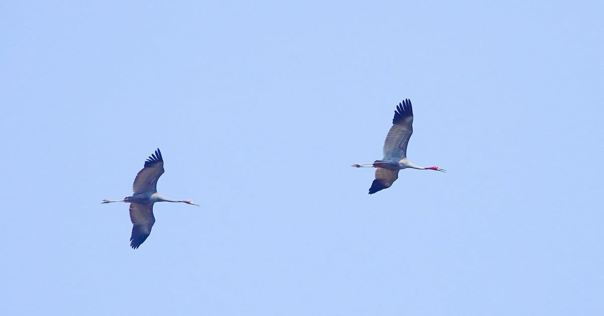 Deux grues à couronne rouge trouvées à la recherche de nourriture dans la réserve naturelle de Phu My