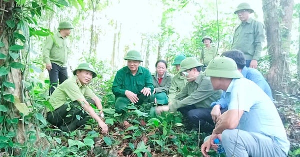 En me rendant dans une célèbre forêt de Ha Tinh, j'ai vu des gens cultiver des plantes médicinales si bonnes qu'ils pouvaient les arracher et les vendre pour de l'argent.