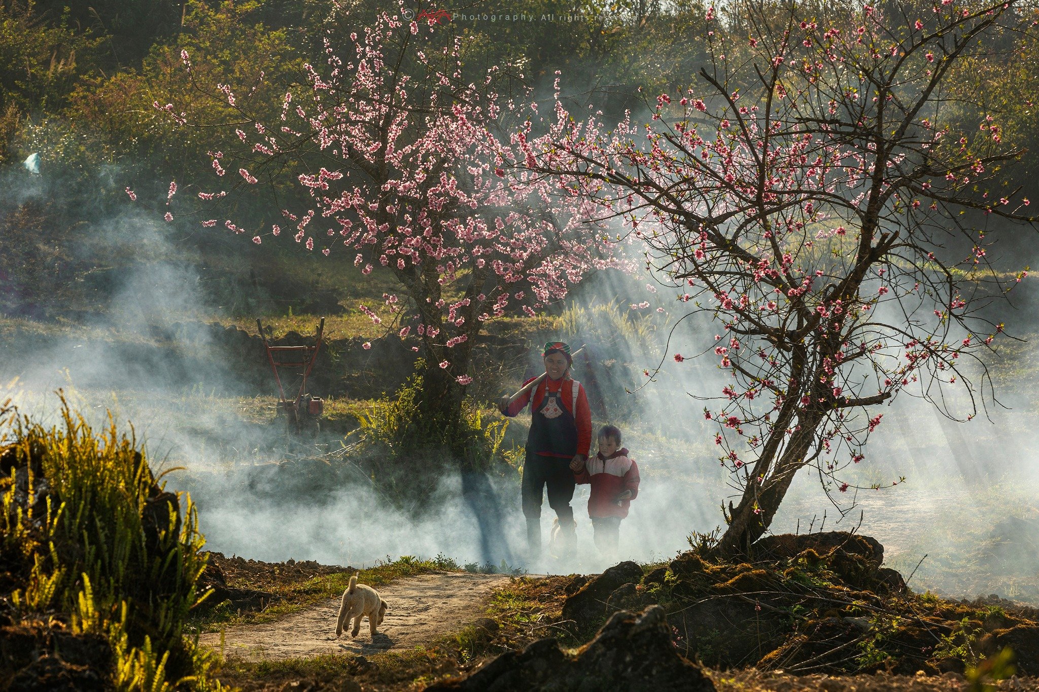 The Rock Blossoms