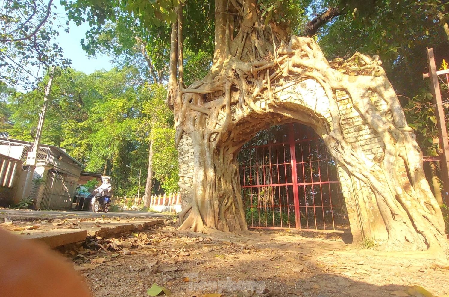 Raíces únicas de un árbol baniano que abrazan dos puertas de una casa comunal de 200 años de antigüedad en Binh Duong, foto 8