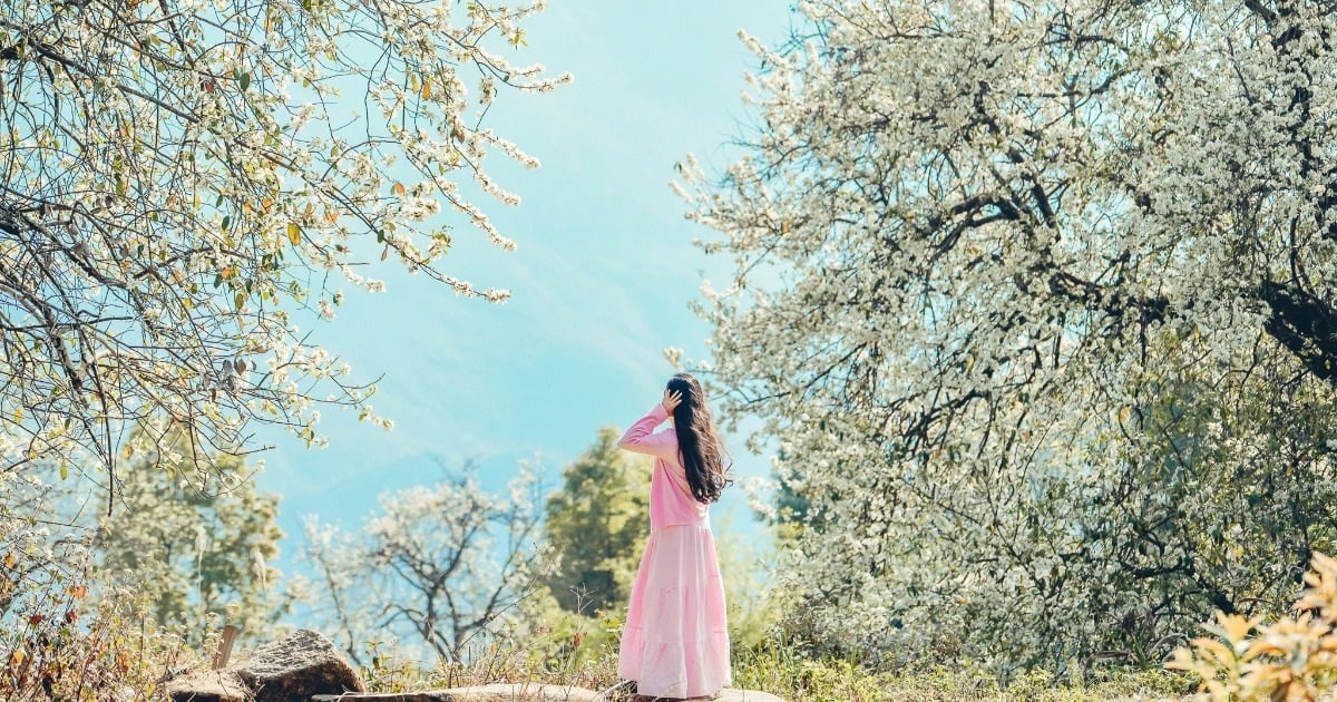 The largest hawthorn forest in Vietnam is in full bloom, visitors flock to check-in