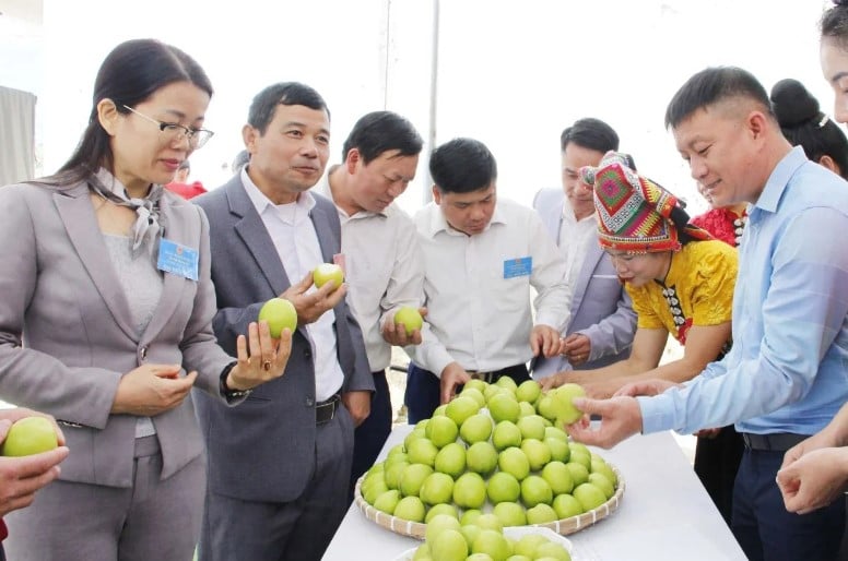 Los agricultores de las tierras altas son cada vez más prósperos gracias al desarrollo de productos OCOP