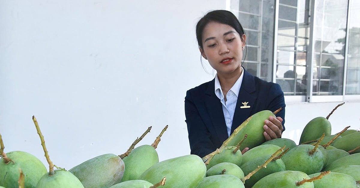 Export der ersten Charge grünschaliger Mangos auf den US-Markt